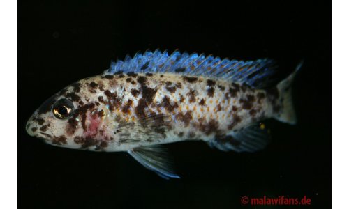 Labeotropheus trewavasae Thumbi west